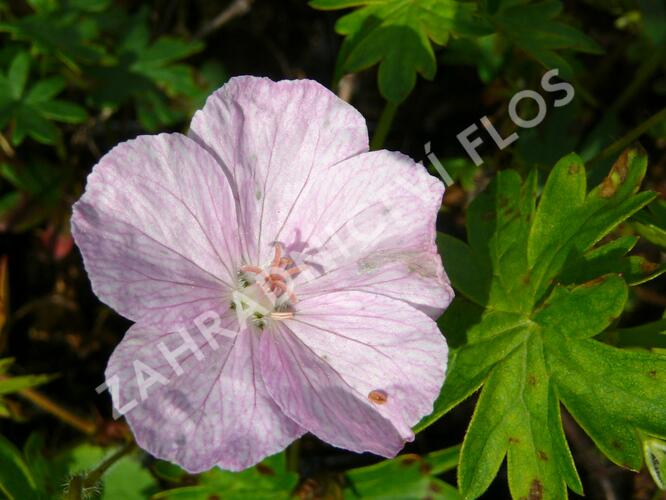 Kakost krvavý 'Vision Hellrosa' - Geranium sanguineum 'Vision Hellrosa'