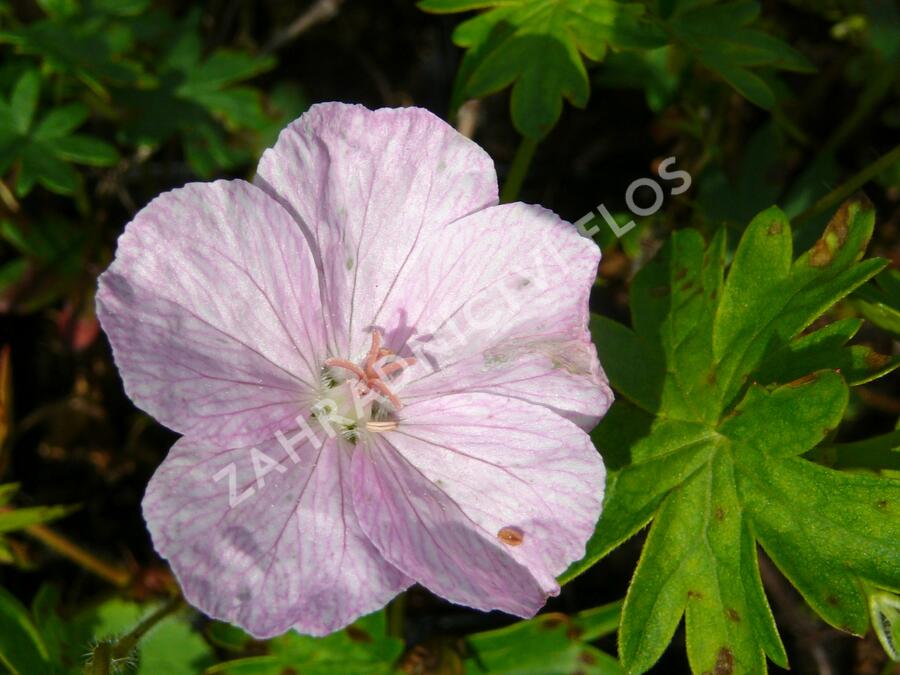 Kakost krvavý 'Vision Hellrosa' - Geranium sanguineum 'Vision Hellrosa'