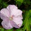Kakost krvavý 'Vision Hellrosa' - Geranium sanguineum 'Vision Hellrosa'