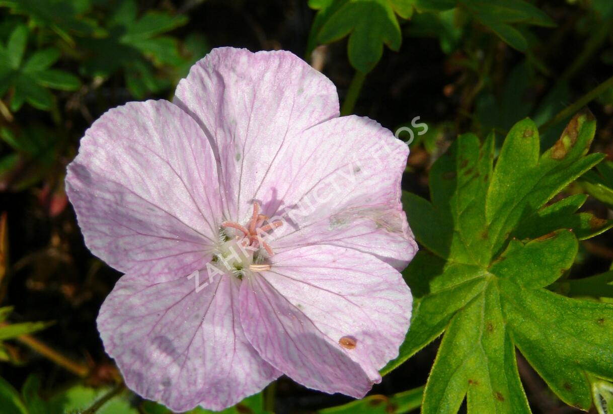 Kakost krvavý 'Vision Hellrosa' - Geranium sanguineum 'Vision Hellrosa'