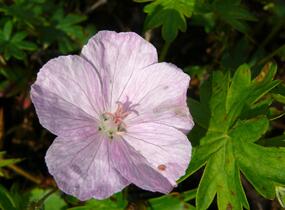 Kakost krvavý 'Vision Hellrosa' - Geranium sanguineum 'Vision Hellrosa'