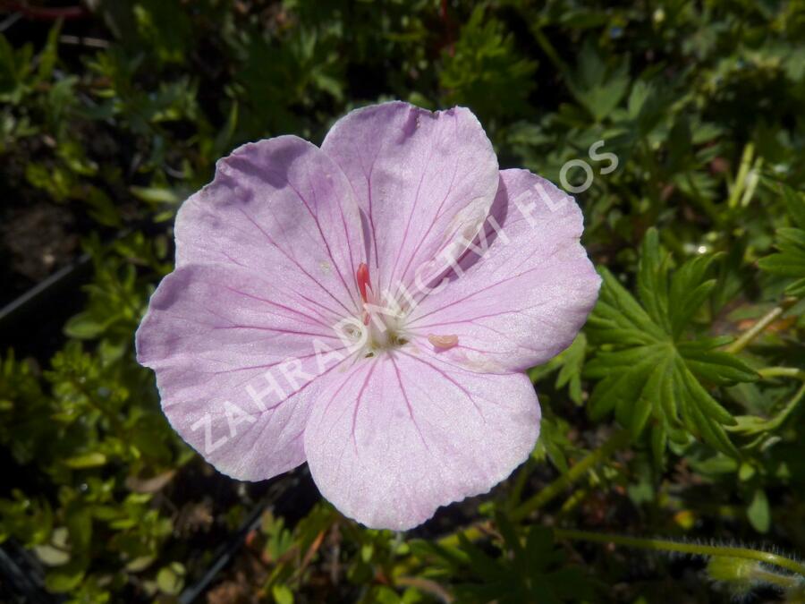 Kakost krvavý 'Vision Hellrosa' - Geranium sanguineum 'Vision Hellrosa'