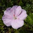 Kakost krvavý 'Vision Hellrosa' - Geranium sanguineum 'Vision Hellrosa'