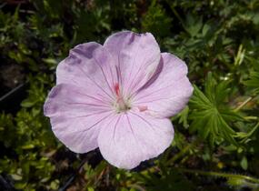 Kakost krvavý 'Vision Hellrosa' - Geranium sanguineum 'Vision Hellrosa'