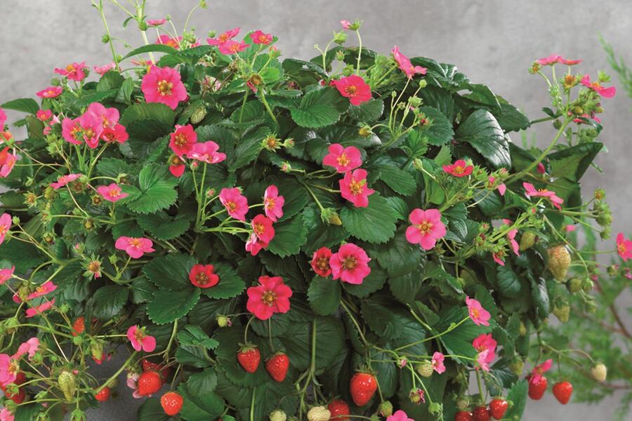 Jahodník stáleplodící 'Toscana' F1 - Fragaria ananassa 'Toscana' F1