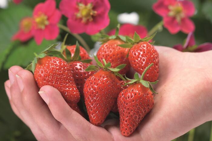 Jahodník stáleplodící 'Toscana' F1 - Fragaria ananassa 'Toscana' F1