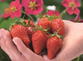 Jahodník stáleplodící 'Toscana' F1 - Fragaria ananassa 'Toscana' F1