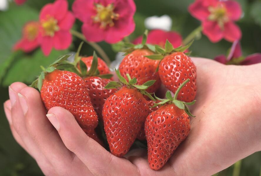 Jahodník stáleplodící 'Toscana' F1 - Fragaria ananassa 'Toscana' F1
