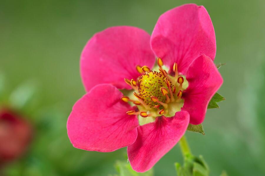 Jahodník stáleplodící 'Toscana' F1 - Fragaria ananassa 'Toscana' F1