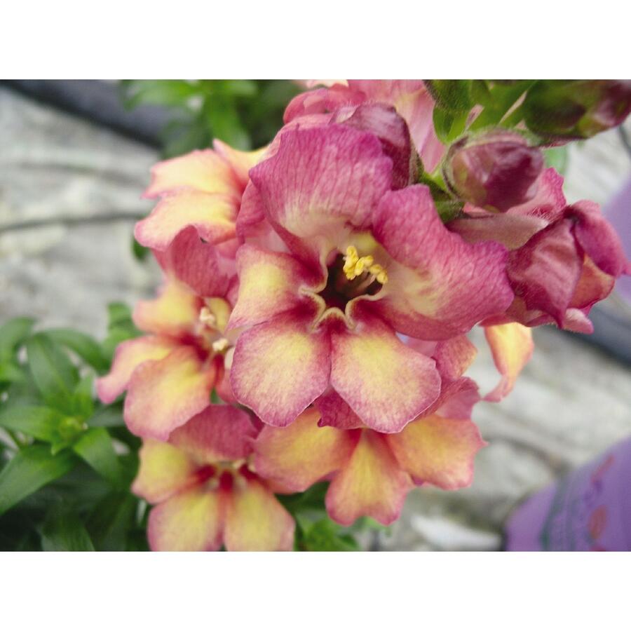 Hledík 'Antirinca Peachy' - Antirrhinum 'Antirinca Peachy'