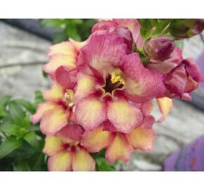 Hledík 'Antirinca Peachy' - Antirrhinum 'Antirinca Peachy'