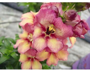 Hledík větší 'Antirinca Peachy'