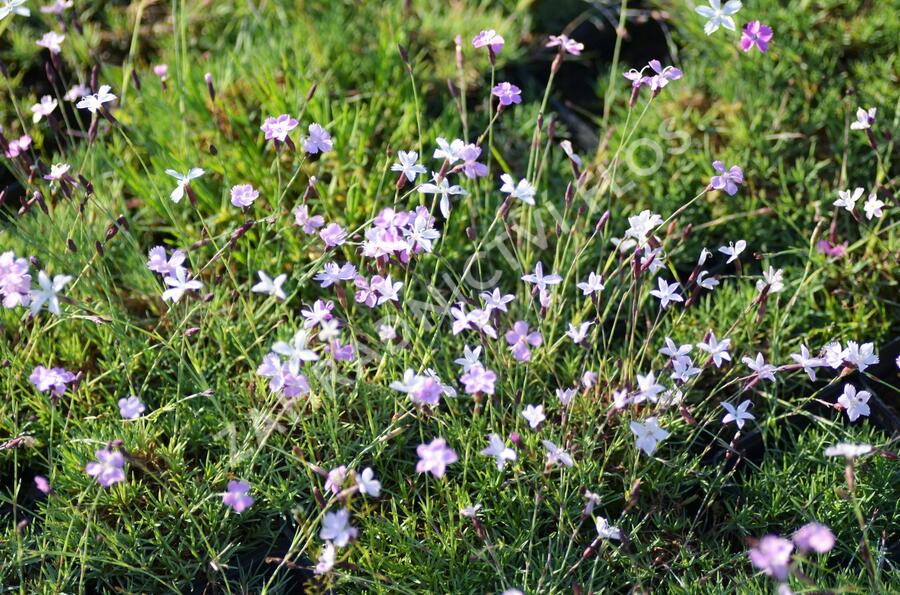 Hvozdík - Dianthus subacaulis