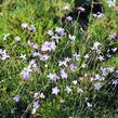 Hvozdík - Dianthus subacaulis