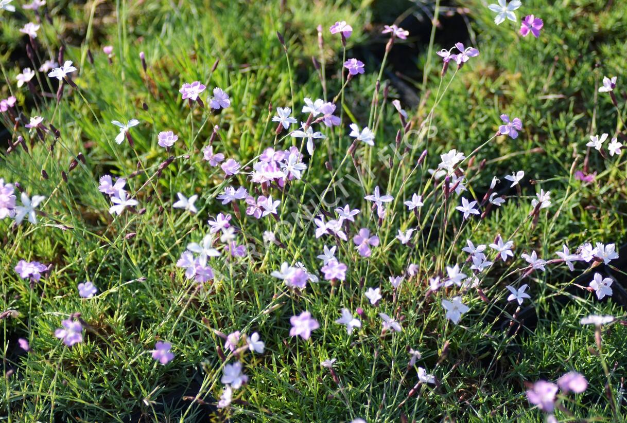 Hvozdík - Dianthus subacaulis