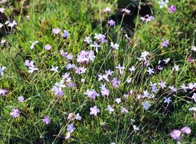 Hvozdík - Dianthus subacaulis