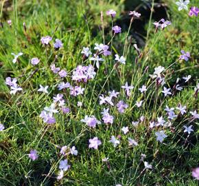 Hvozdík - Dianthus subacaulis
