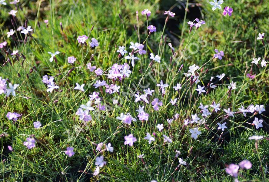 Hvozdík - Dianthus subacaulis