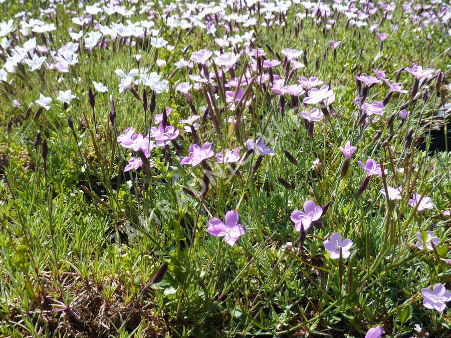 Hvozdík - Dianthus subacaulis
