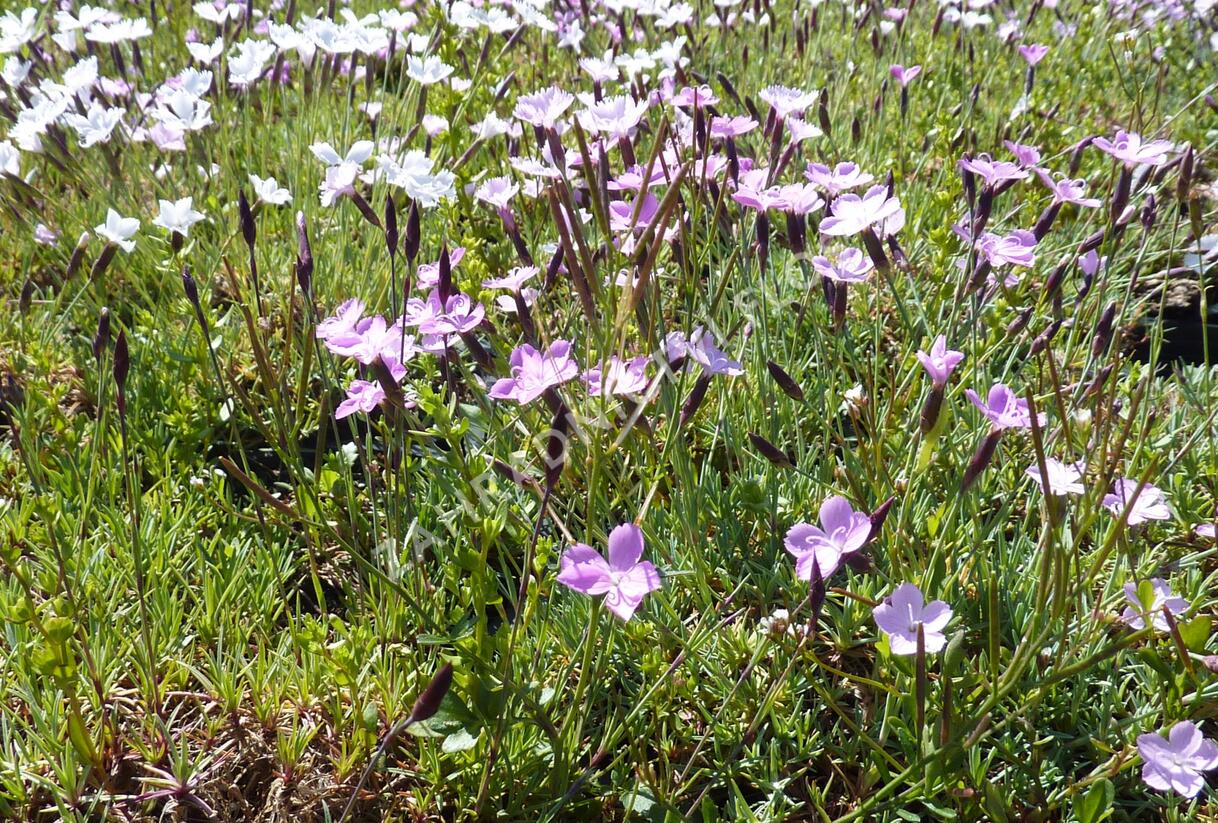 Hvozdík - Dianthus subacaulis