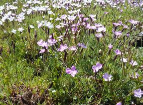 Hvozdík - Dianthus subacaulis