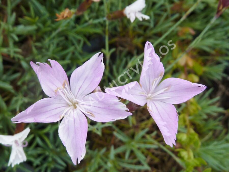 Hvozdík - Dianthus subacaulis