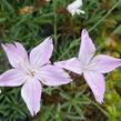 Hvozdík - Dianthus subacaulis