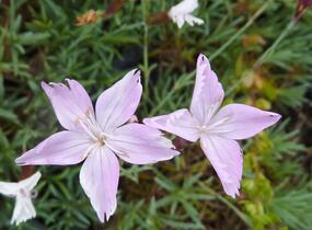 Hvozdík - Dianthus subacaulis