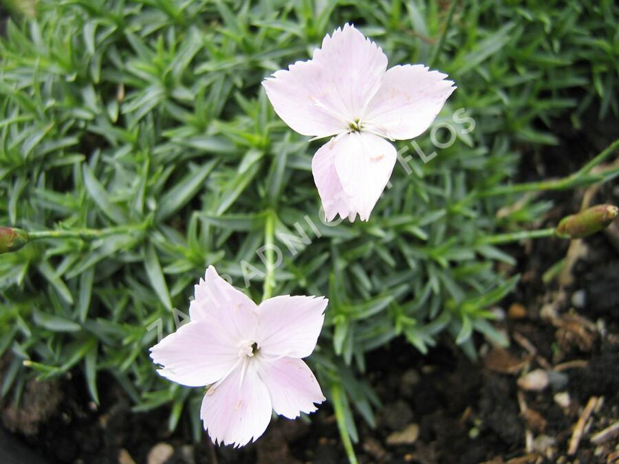 Hvozdík - Dianthus subacaulis