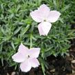 Hvozdík - Dianthus subacaulis
