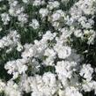 Hvozdík péřitý 'Maischnee' - Dianthus plumarius 'Maischnee'