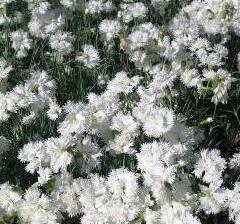 Hvozdík péřitý 'Maischnee' - Dianthus plumarius 'Maischnee'