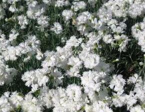 Hvozdík péřitý 'Maischnee' - Dianthus plumarius 'Maischnee'