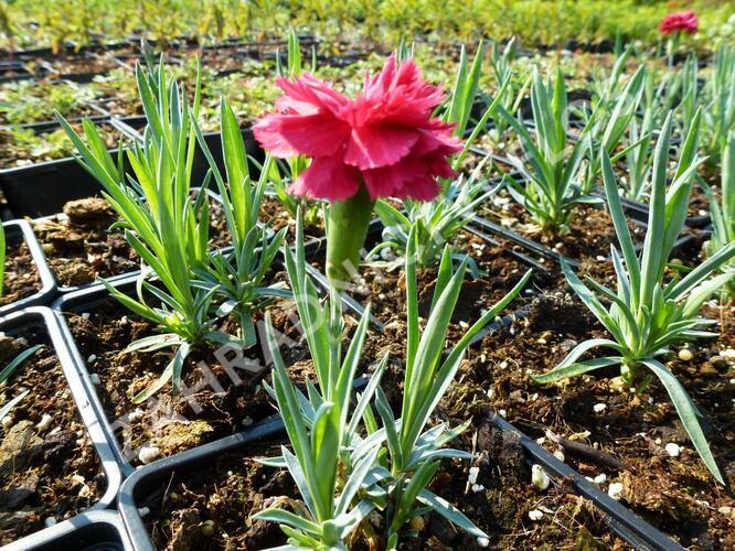 Hvozdík péřitý 'Heidi' - Dianthus plumarius 'Heidi'