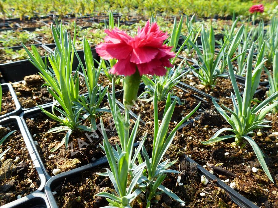 Hvozdík péřitý 'Heidi' - Dianthus plumarius 'Heidi'