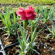 Hvozdík péřitý 'Heidi' - Dianthus plumarius 'Heidi'