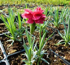 Hvozdík péřitý 'Heidi' - Dianthus plumarius 'Heidi'
