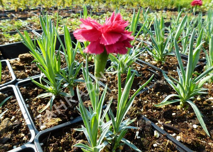 Hvozdík péřitý 'Heidi' - Dianthus plumarius 'Heidi'