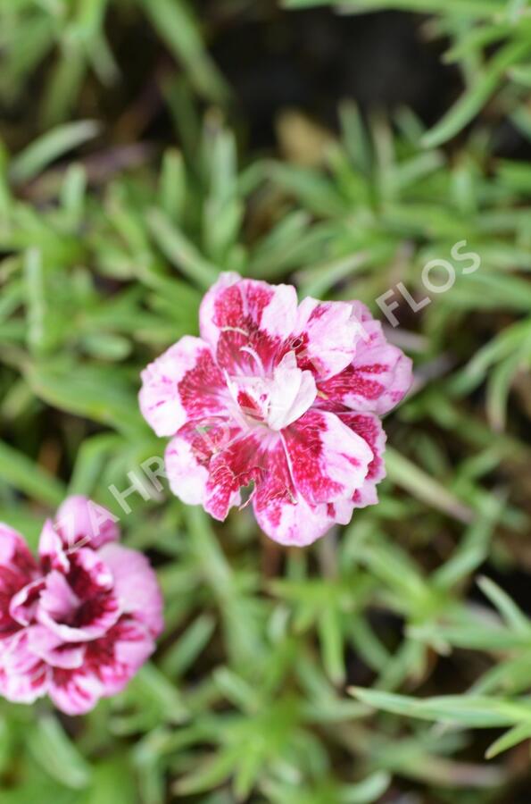 Hvozdík sivý 'Whatfield Gem' - Dianthus gratianopolitanus 'Whatfield Gem'