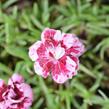 Hvozdík sivý 'Whatfield Gem' - Dianthus gratianopolitanus 'Whatfield Gem'