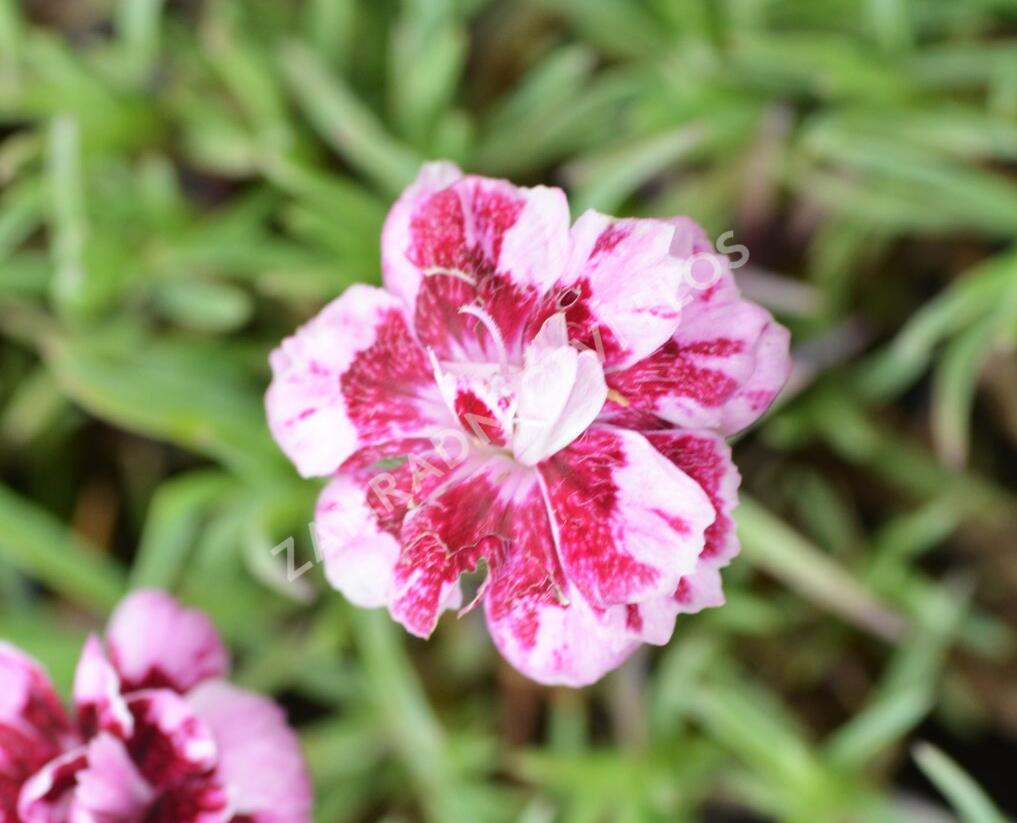 Hvozdík sivý 'Whatfield Gem' - Dianthus gratianopolitanus 'Whatfield Gem'