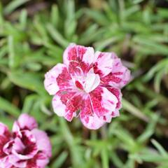 Hvozdík sivý 'Whatfield Gem' - Dianthus gratianopolitanus 'Whatfield Gem'