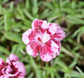 Hvozdík sivý 'Whatfield Gem' - Dianthus gratianopolitanus 'Whatfield Gem'