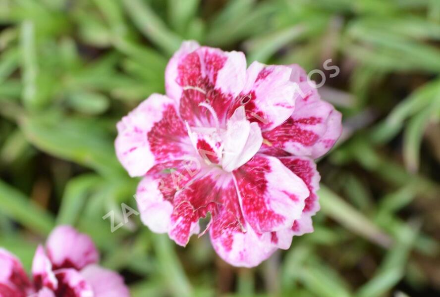 Hvozdík sivý 'Whatfield Gem' - Dianthus gratianopolitanus 'Whatfield Gem'