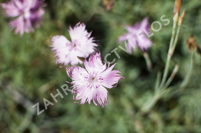 Hvozdík sivý 'Rosafeder' - Dianthus gratianopolitanus 'Rosafeder'