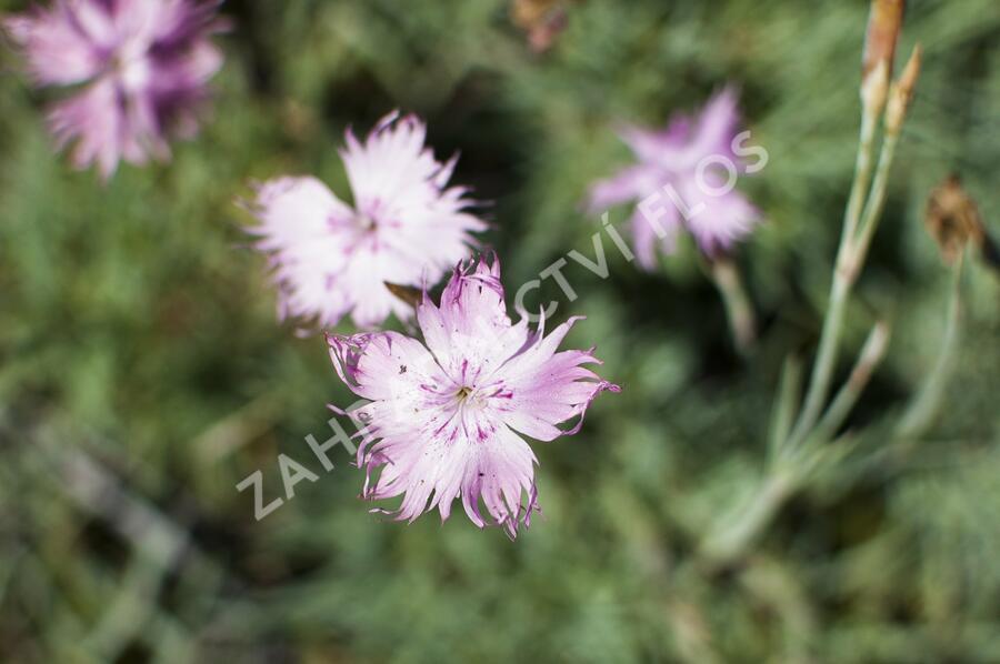 Hvozdík sivý 'Rosafeder' - Dianthus gratianopolitanus 'Rosafeder'