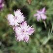 Hvozdík sivý 'Rosafeder' - Dianthus gratianopolitanus 'Rosafeder'