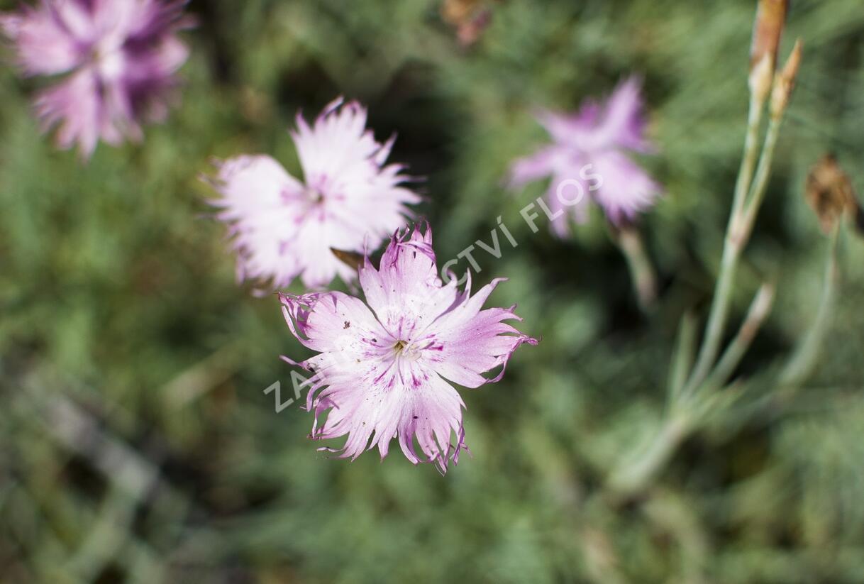Hvozdík sivý 'Rosafeder' - Dianthus gratianopolitanus 'Rosafeder'