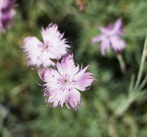 Hvozdík sivý 'Rosafeder' - Dianthus gratianopolitanus 'Rosafeder'