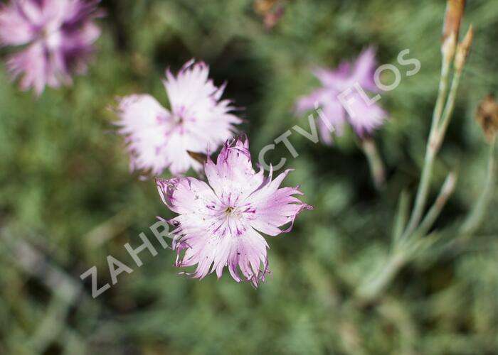 Hvozdík sivý 'Rosafeder' - Dianthus gratianopolitanus 'Rosafeder'